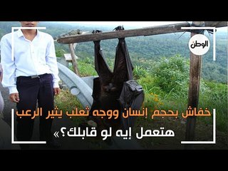 خفاش بحجم إنسان ووجه ثعلب يثير الرعب.. هتعمل إيه لو قابلك؟»