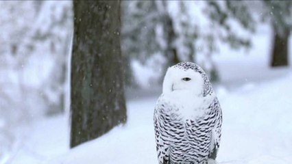 Rare Snowy Owl Appears in Washington