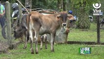 Kukra Hill: Mefcca lanza campaña de inseminación bovina