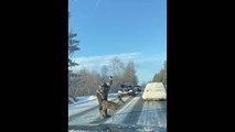 Little Deer Gets Escorted Off Roadway