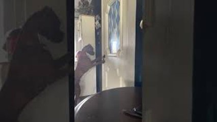 Boxer Pup Figures Out How to Open Garage Door
