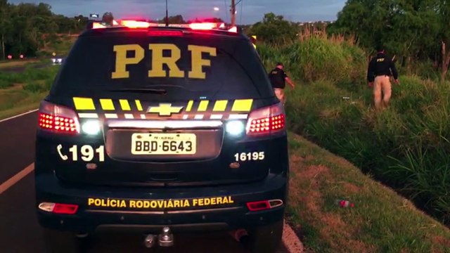 Com risco de acidente de trânsito PRF é mobilizada por conta de animais soltos na BR-277