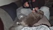 Cat Enjoys Being Massaged by Massage Gun