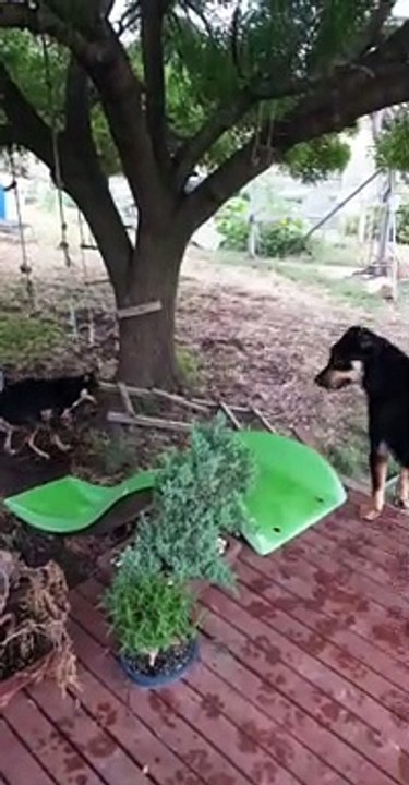 Kelpies Play on Slide