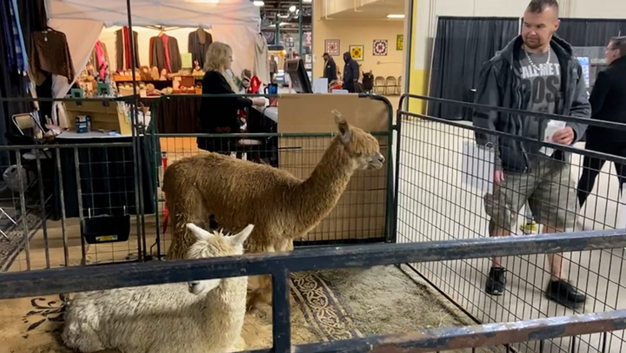 Animals on display at the Pennsylvania Farm Show