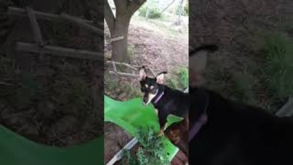Kelpies Play on Slide