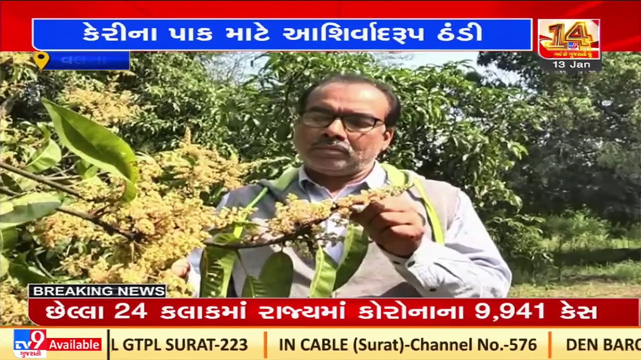 Reducing temperature- A boon for mango farmers, Valsad _ TV9News _ D8