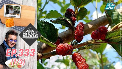 McDang’s Travelogue | แหล่งปลูกหม่อน ออร์แกนิก | 15 ม.ค. 65 (1/3)