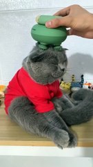 Cat - cat massager
