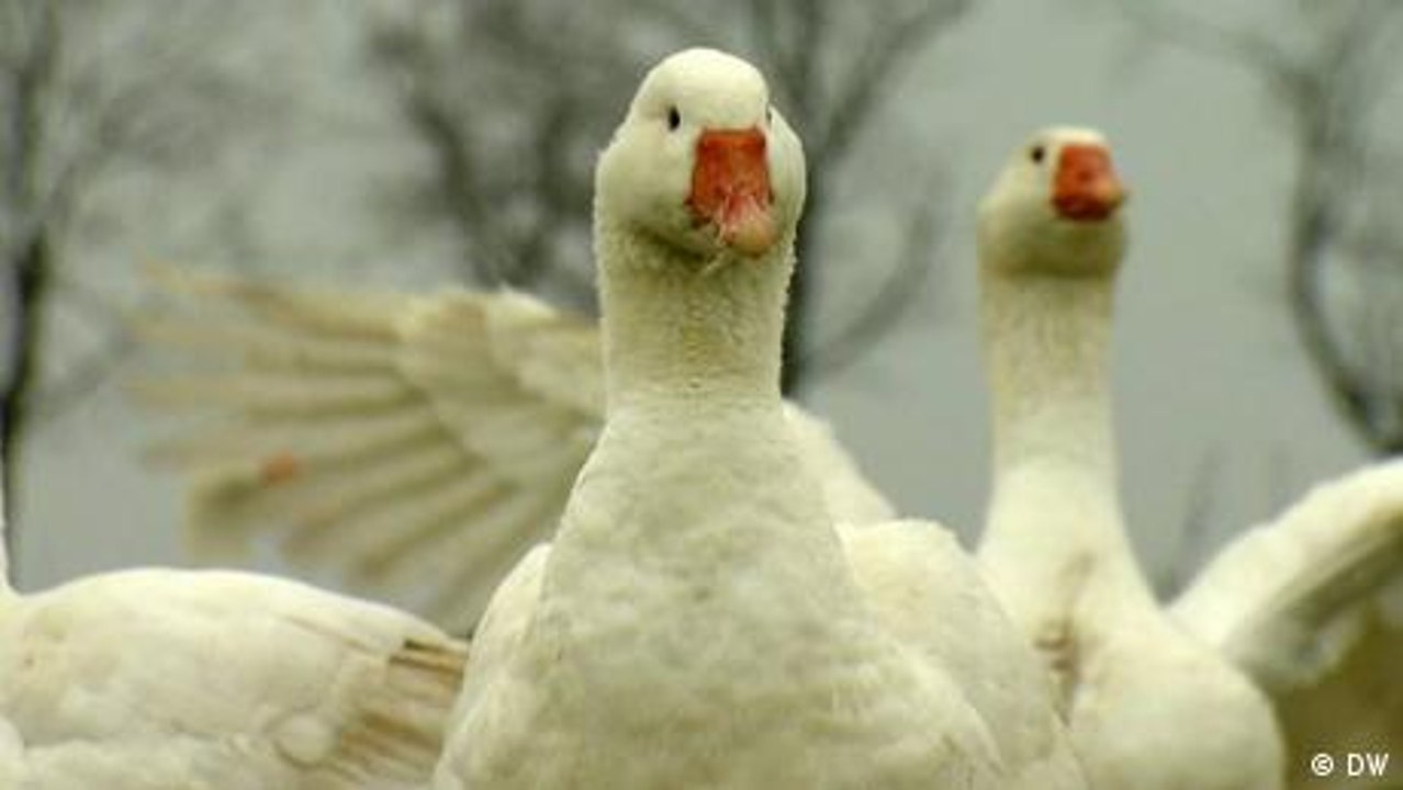 Die Briten streiten über Foie gras
