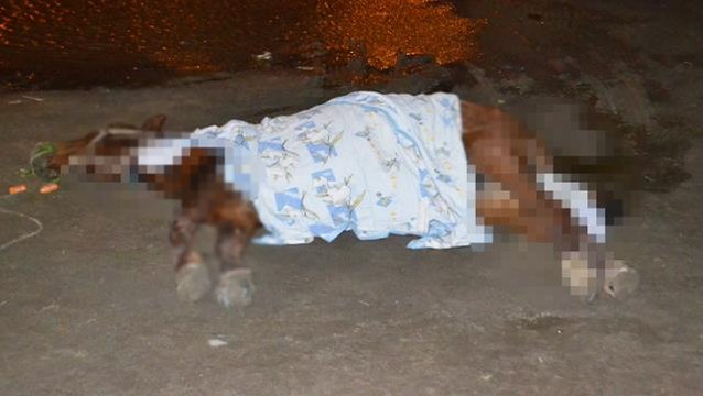 Yol kenarında ölüme terk edilen at, görenlerin içini acıttı