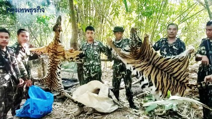 อัพเดท "เสือโคร่ง" ถูกฆ่าชำแหละถลกหนัง จับนายพรานอ้างกัดวัวตาย