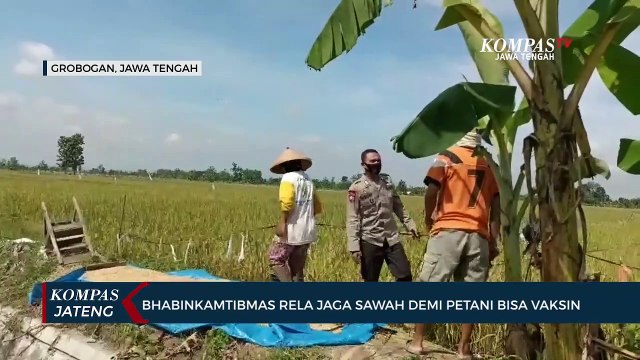 Bhabinkamtibmas di Grobogan Rela Jaga Sawah demi Petani Bisa Vaksin