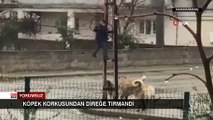 Köpek korkusundan direğe tırmandı