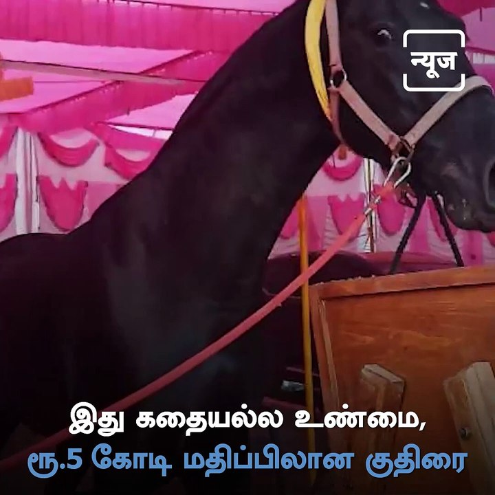 Unbelievable! This Horse Called Raavan Gets 5 Crore Price In Sarangkheda Horse Fair