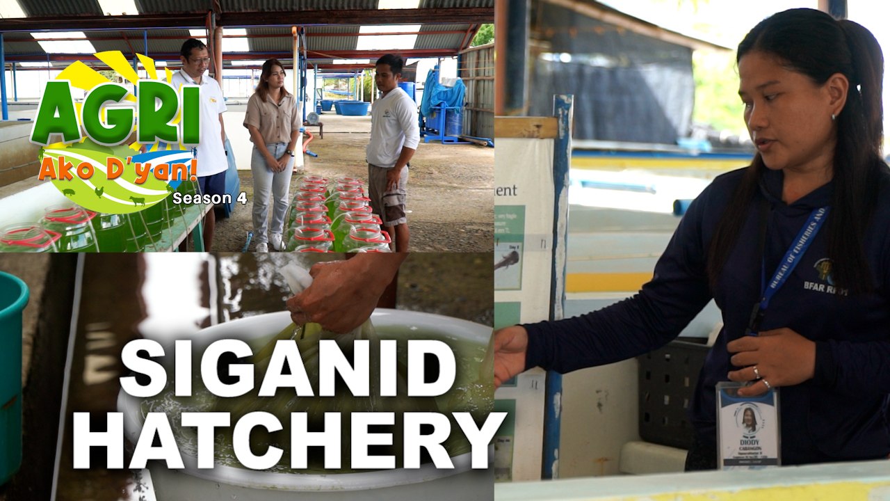 Siganid Hatchery Part 2