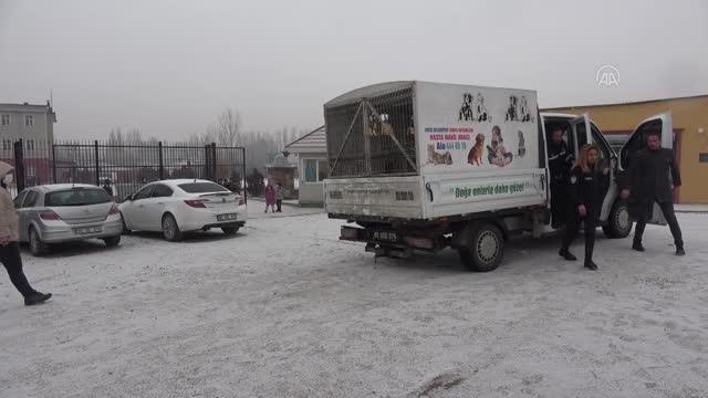 Sahipsiz pitbull cinsi köpek, rehabilitasyon merkezine götürüldü