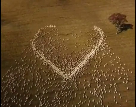 Un agriculteur fait un coeur avec la nourriture de ses animaux en hommage à sa tante