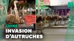 Une horde d'autruches sème la pagaille en Chine