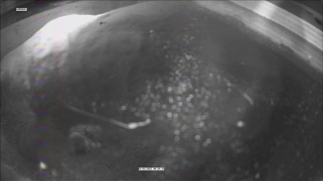 Polar Bear Cub at Highland Wildlife Park