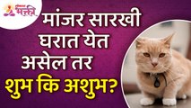 मांजर एकसारखी घरात येत असेल तर शुभ की अशुभ? Good or bad if cat is coming to the house again?