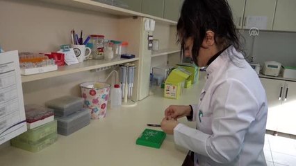 Yıllar sonra rastlanan "Batman bantlı çöpçü balığı" korunacak