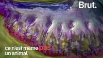 Les siphonophores sont des colonies de milliers d'animaux