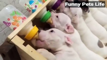 New funny videos  2022 || New baby ,  Cats, dogs and pets videos