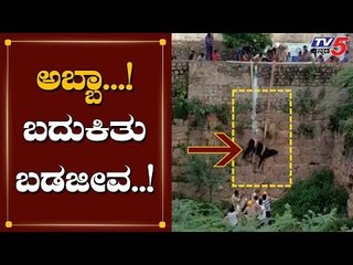 ಅಬ್ಬಾ..! ನಿಜಾ ನಾನು ಬದುಕಿದೆನಾ..? | Saved Cow | TV5 Kannada