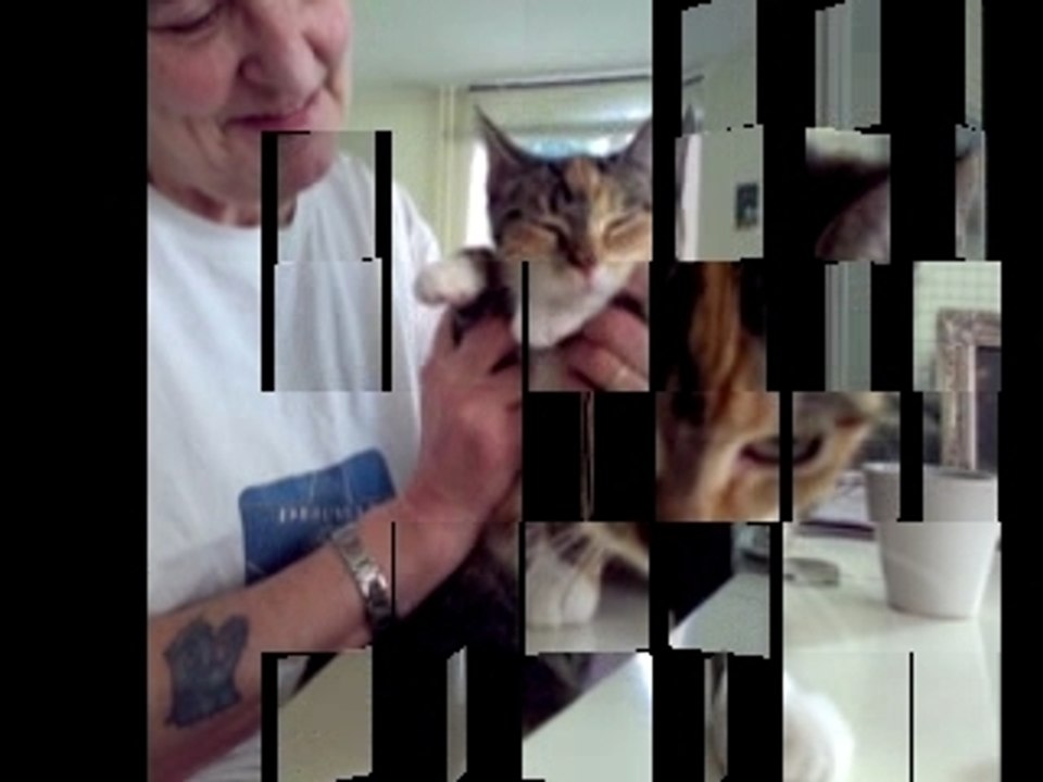 La Famille Chats s'agrandit chez les Belettes !!..