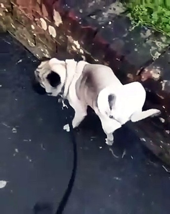 Dog Stylish Pissing - Funny Dog - Pets World #Short #Tiktok #Viral
