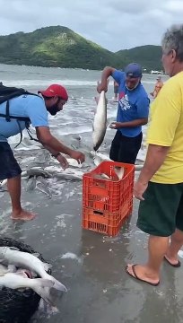 Pesca de 10 toneladas de peixe bagre chama atenção em praia de Balneário Camboriú