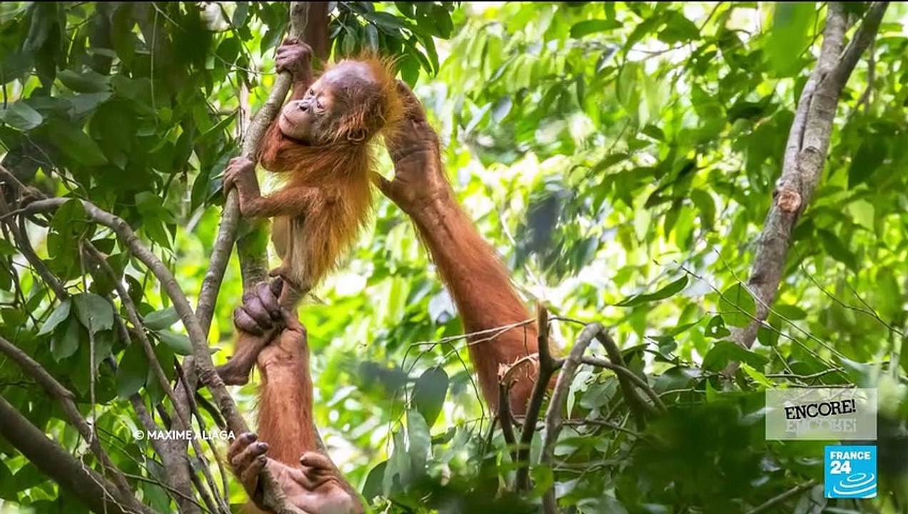 'Scream' if you want a fifth scary movie