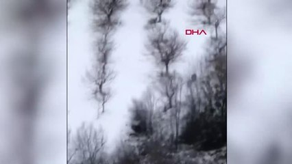 YABAN DOMUZUNUN AVCIYA SALDIRDIĞI AN KAMERADA