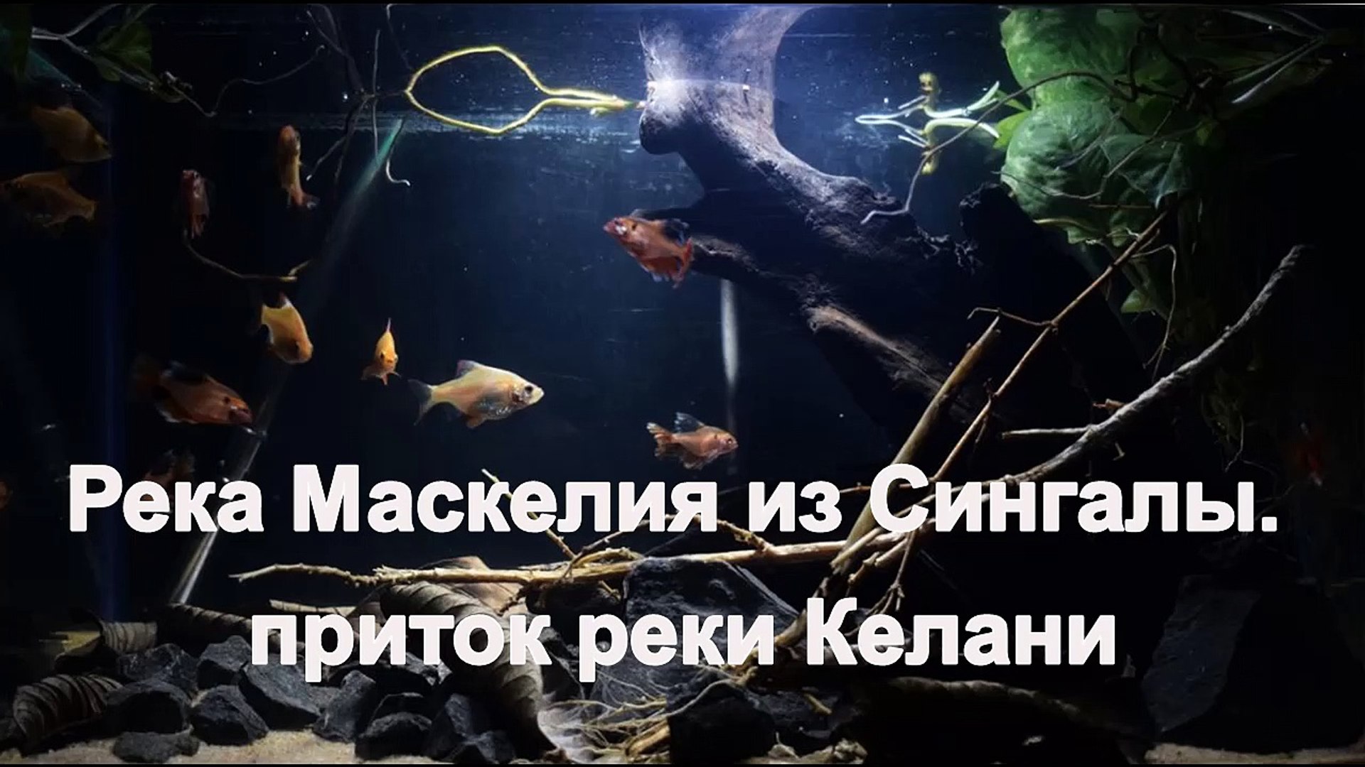 ⁣Река Маскелия Оя из Сингалы. Шри-Ланка