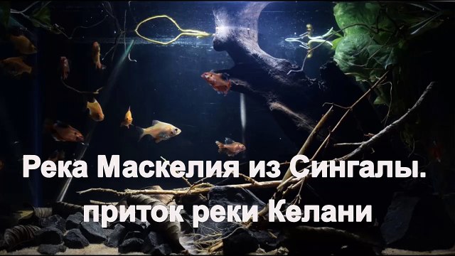 Река Маскелия Оя из Сингалы. Шри-Ланка