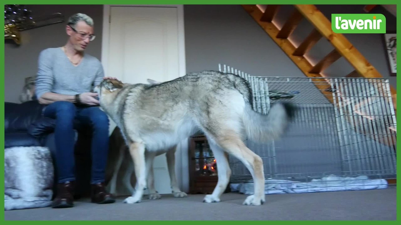 Les chiens-loups de Michaël