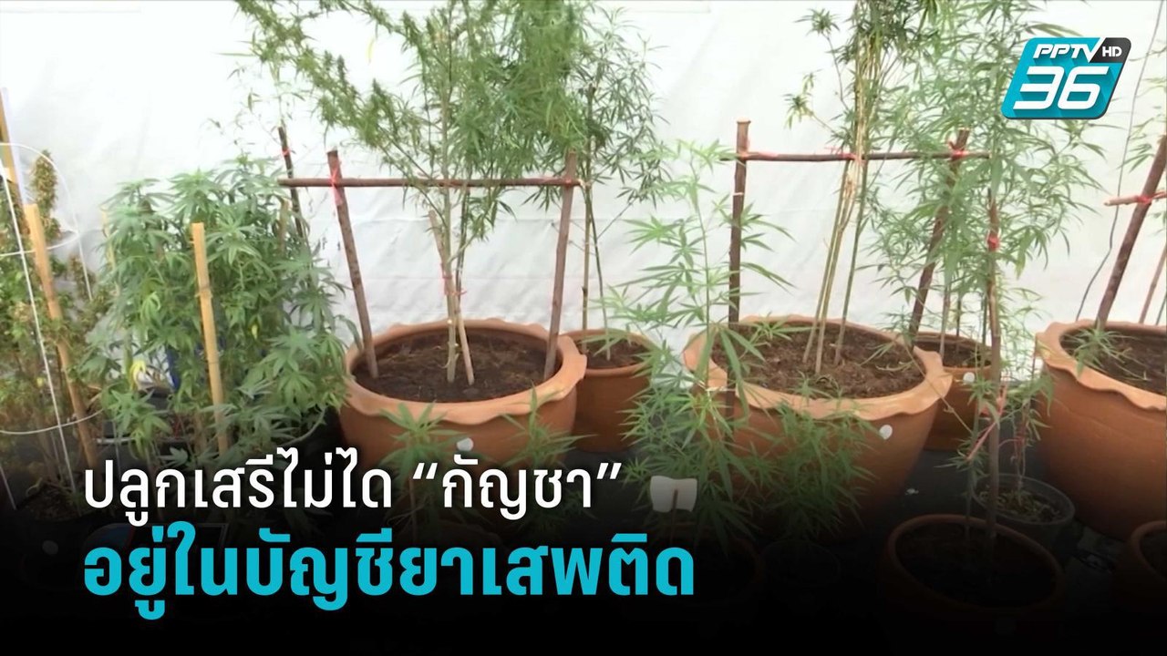 เลขา ป.ป.ส. ยัน “กัญชา” เป็นยาเสพติดให้โทษประเภ...