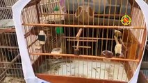 15 pássaros silvestres são resgatados em Samambaia e Ceilândia