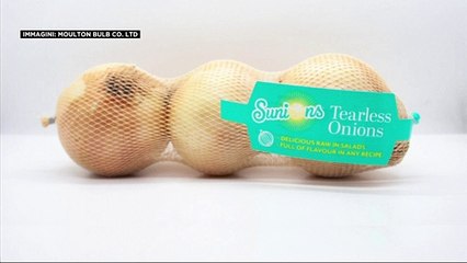 Sunions, la cipolla che non fa lacrimare gli occhi. Un po' cara ma non è geneticamente modificata
