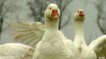 British dispute over foie gras