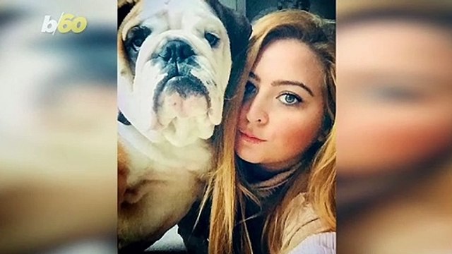 A Viral Bulldog Who’s Obsessed with ‘The Lion King’ Is Making Waves on the Web!