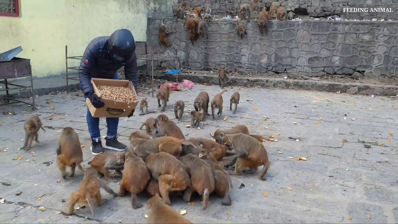 monkey love peanuts || feeding one box peanuts to hungry monkey || feeding monkey