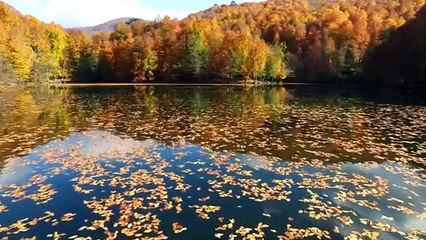 Happy Travels in jugle Background music [Erik Lund - Summertime (Vlog Travel)