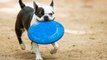 Traveling With Your Dog? Keep Them Active in These U.S. Cities