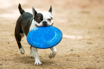 Traveling With Your Dog? Keep Them Active in These U.S. Cities