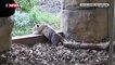 Zoo de Londres : La vidéo émouvante des premiers pas d'un bébé tigre