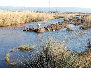 Son dakika haberi... Söke'de mahsur kalan çaresiz köpeği İtfaiye ekipleri kurtardı