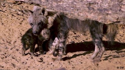 Namibia: New safe zones for wildlife