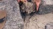 Man Rescues Horseshoe Crab Stuck Beneath Rocks